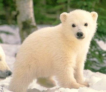 This polar cub is doing his PhD in Ironic Process Theory